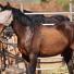 Dossier Spécial - Le spray CENTAURA et parasites externes chez le cheval