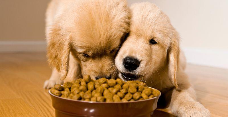Comment lire une étiquette alimentaire pour chien ?