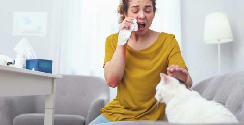 Allergies au chat : causes, symptômes et solutions