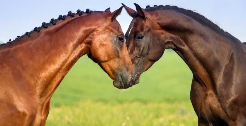 Soins aux chevaux : quels sont les soins froids ?