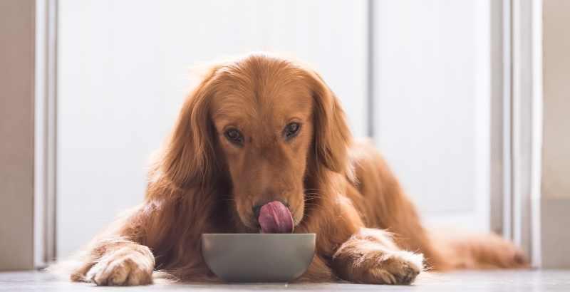 La transition alimentaire chez le chien