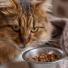 L'alimentation bio pour chat