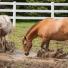 La gale de boue chez les chevaux