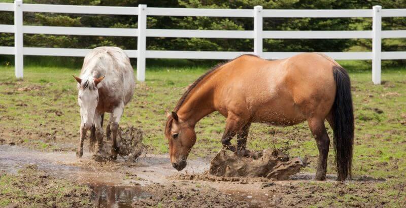 La gale de boue chez les chevaux