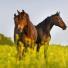 Quels sont les bienfaits du Magnésium chez les chevaux ?