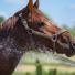 Gestion des fortes chaleurs chez les chevaux : Le risque de Coup de Chaleur