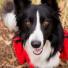 Quizz Scalibor :  Votre chien est-il protégé contre les tiques et leurs maladies ? 