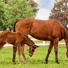 Les maladies liées à la reproduction chez les chevaux