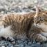 On a testé : Brit Grain Free Vet pour Mouss notre chat obèse