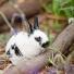 Mon lapin sort dans le jardin : faut-il le protéger contre les parasites ?