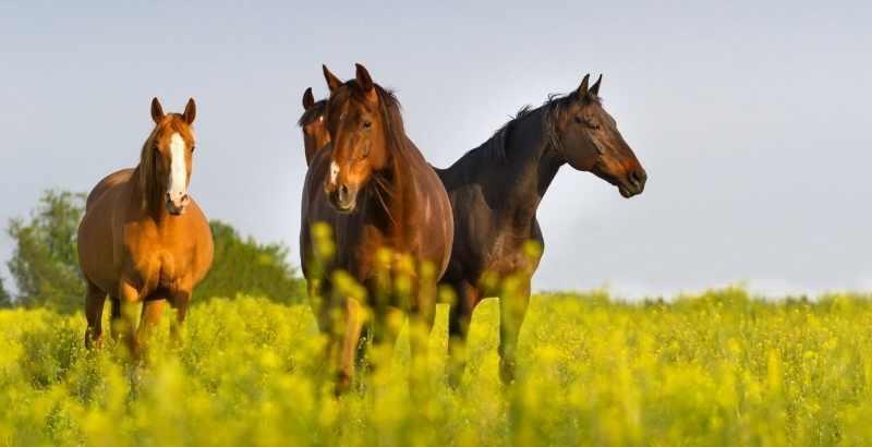 Quels sont les bienfaits du Magnésium chez les chevaux ?