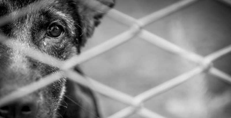 Samedi 27 juin 2020 : Journée Mondiale contre l'abandon des animaux de compagnie