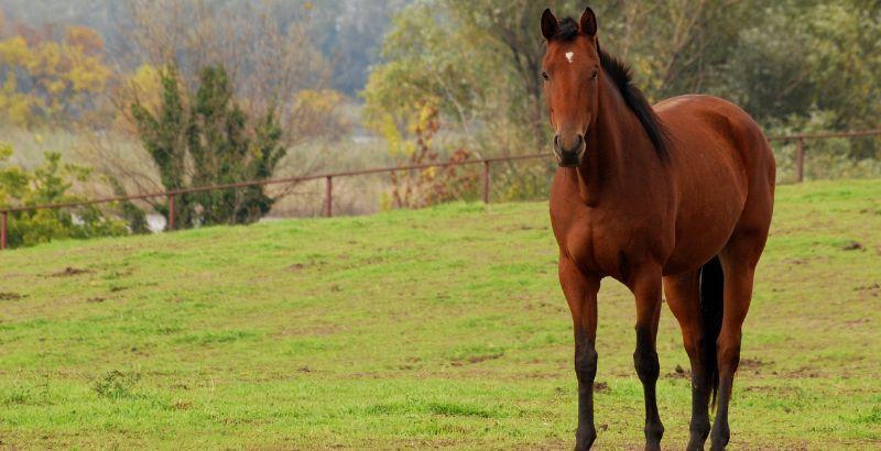 Comment gérer une lymphangite chez son cheval ? 