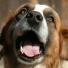 Vetpen : L’allié des chiens diabétiques