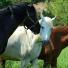 Quels sont les principaux vers parasites de nos chevaux ?