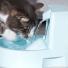 L'intérêt des fontaines à eau chez le chat