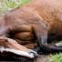Qu'est ce que la Rhinopneumonie du cheval ?