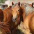 Alimentation des chevaux : Foin & concentrés
