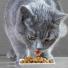 Comment alimenter un chat diabétique ?