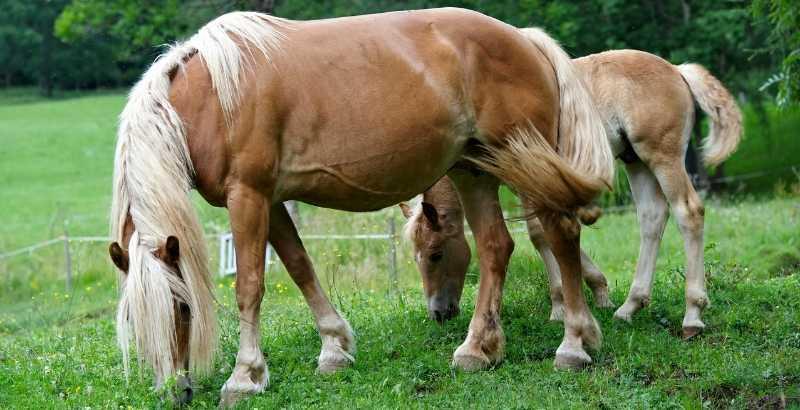 Quels sont les bienfaits des probiotiques pour chevaux ?