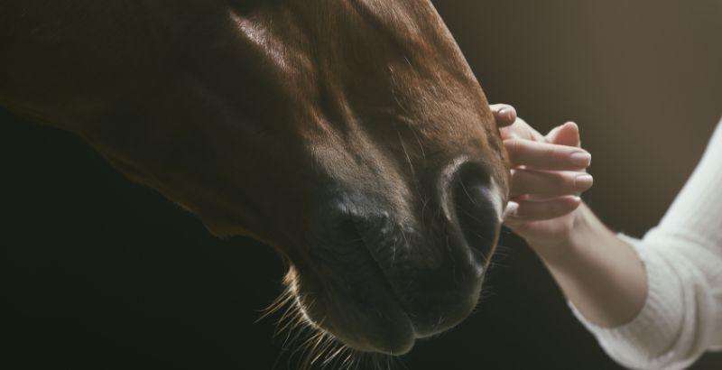 Comment aider votre cheval à mieux respirer ?