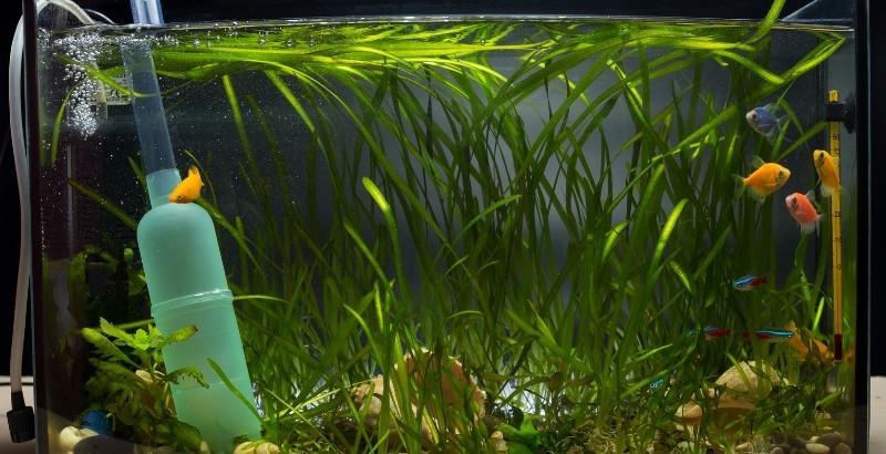Comment se débarrasser des algues dans un aquarium ? 