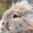 Changement de comportement chez le lapin : quand faut-il s'inquiéter ?
