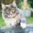 Les chats trempent leurs pattes dans l’eau pour s’amuser ?
