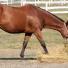 Comment détecter et traiter les diarrhées chez le cheval ?