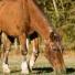 Le syndrome de Cushing chez les chevaux