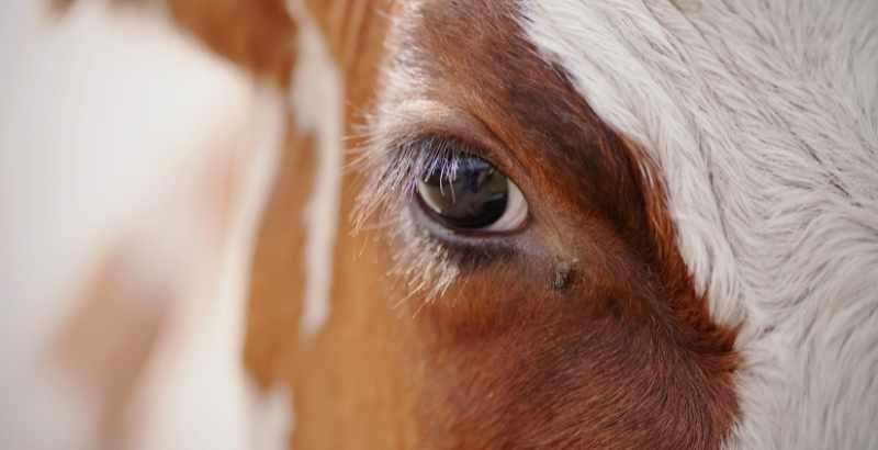 La Keratoconjonctivite infectieuse bovine 