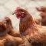 Quels traitements pour lutter contre les poux rouges des poules ?