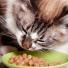 La transition alimentaire chez le chat