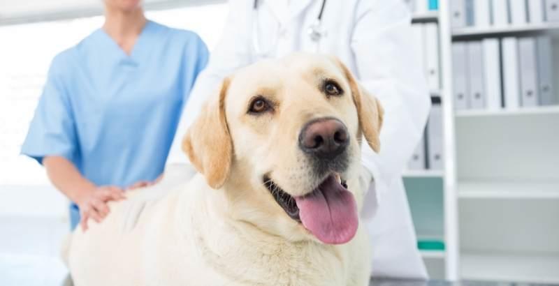 Stérilisation du chien : Pourquoi et quand faire stériliser son chien ?