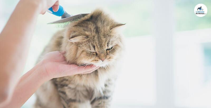 Comment en prendre soin de son chat à poils longs ?