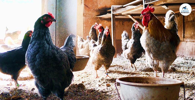 Comment protéger vos poules des poux ?