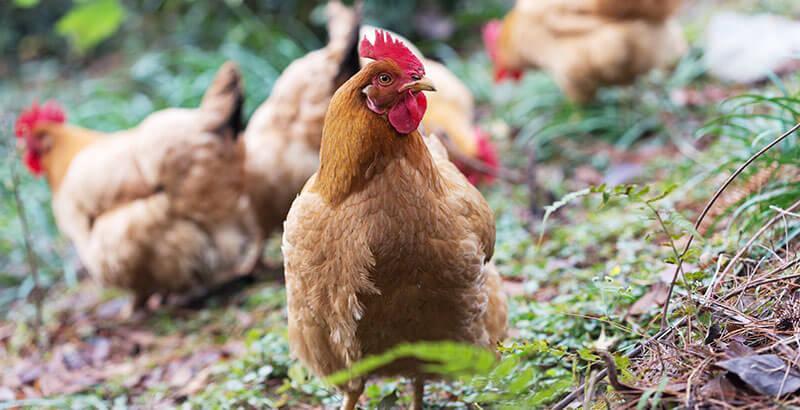 Avoir des poules dans son jardin : que dit la loi ?