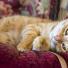 Vrai ou Faux : Les chats peuvent tomber malade à cause du froid