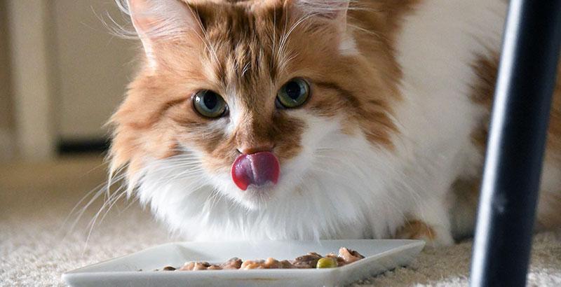 Comment mettre son chat au régime ?