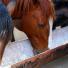 Alimentation des chevaux : Les compléments minéraux vitaminés