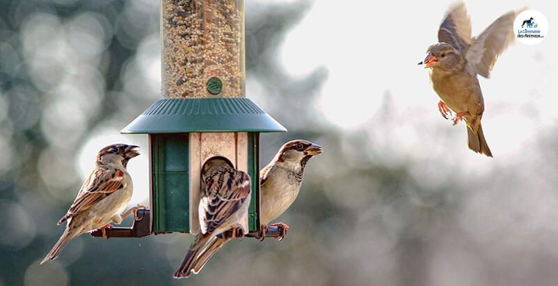 Comment transformer son jardin en refuge pour oiseaux ?