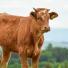 Comment prévenir l'acidose de la vache ?