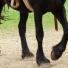 Dermites, crevasses et gale de boue chez le cheval : POMMADE CREUX DES PATURONS de Paardendrogist