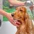 Les Shampoings anti puces pour chien