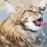 5 choses à savoir sur l'hydratation du chat