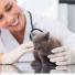 Accueil du chaton : La première visite chez le vétérinaire