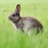 Pourquoi le lapin a-t-il de grandes oreilles ?