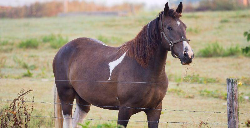 La respiration du cheval : SIROP RESPIRATOIRE de Paardendrogist