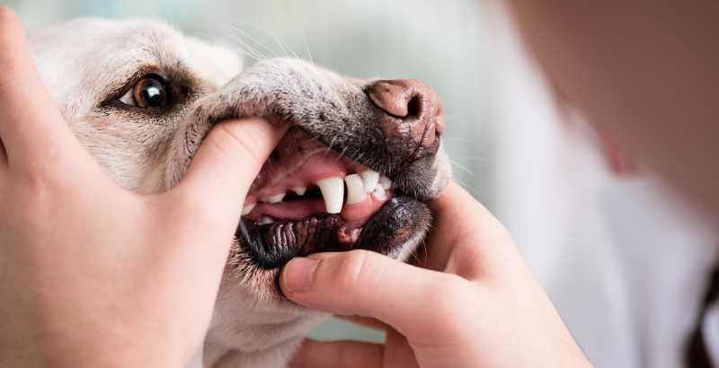 On a testé : Dogteur Dental Fresh