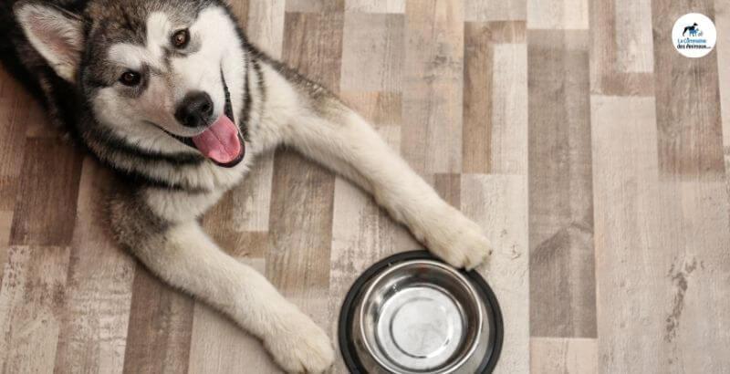 Dermacomfort Nutrition : La gamme Royal Canin pour chien
